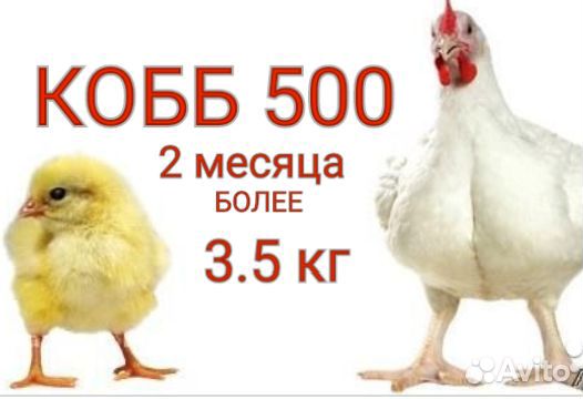 Бройлер (импортное яйцо) купить на Зозу.ру - фотография № 2