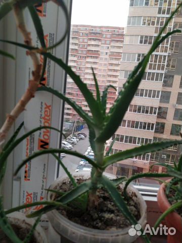 Алоэ Алоэ