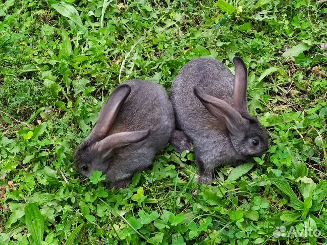 Крольчата серый великан кролики купить на Зозу.ру - фотография № 1