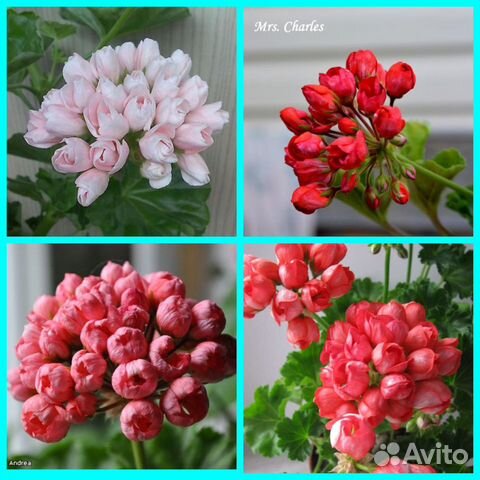 Продам крупно цветковые сортовые пеларгонии