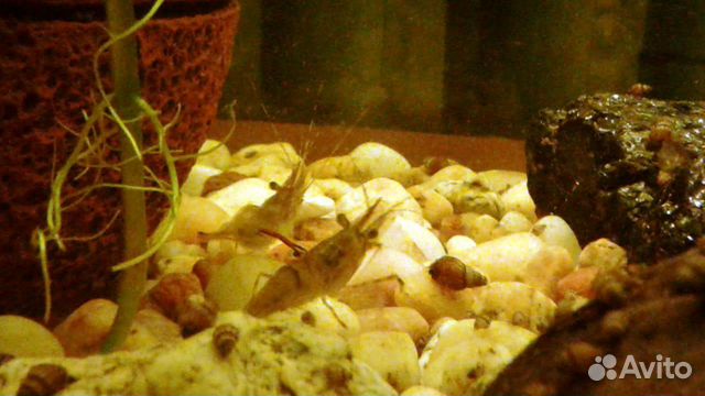 Готовый аквариум с рыбками купить на Зозу.ру - фотография № 5