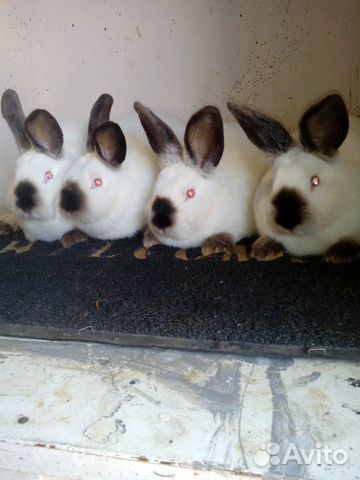 Кролики калифорния купить на Зозу.ру - фотография № 6