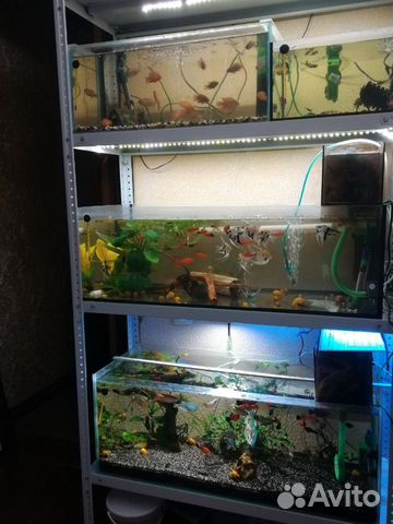 Украшение для аквариума купить на Зозу.ру - фотография № 10