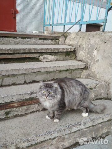 Кошка