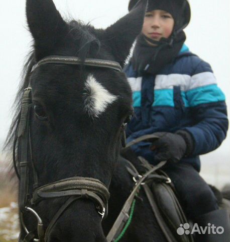 Спортивный Райд-пони купить на Зозу.ру - фотография № 8