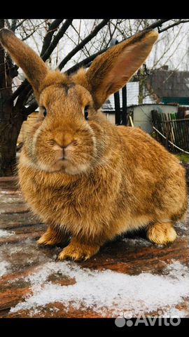 Кролики метис фландера и великана купить на Зозу.ру - фотография № 4