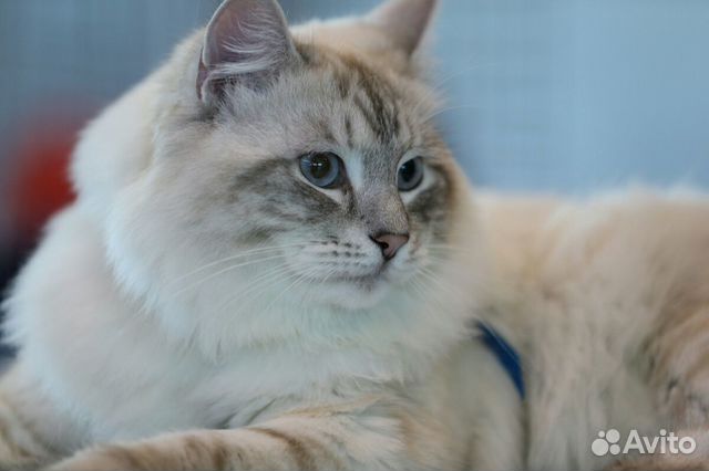 Рэгдолл и рагамаффин. Вязка невской маскарадной. Невская маскарадная кот. Вязка невской маскарадной. Рэгдолл блю биколор.