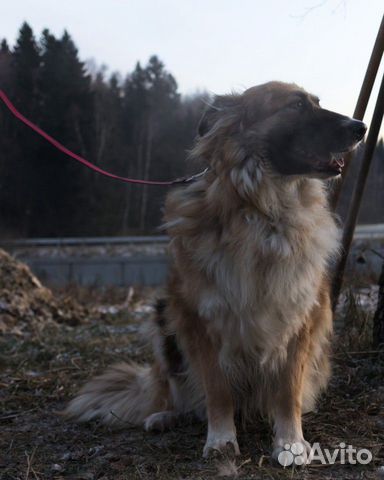 Собака Рикки ищет дом купить на Зозу.ру - фотография № 8