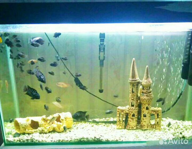 Аквариум