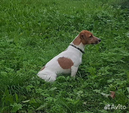Собака Джек Рассел Терьер вязка