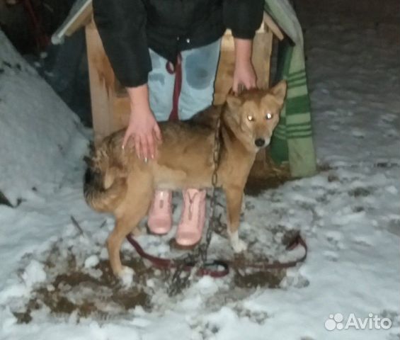 Найдена собака похожая на лайку купить на Зозу.ру - фотография № 2