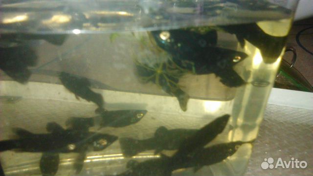 Аквариумные рыбки - моллинезии чёрные, гуппи, раст купить на Зозу.ру - фотография № 2