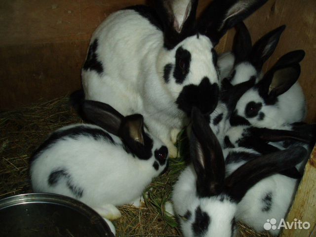Породистые кролики купить на Зозу.ру - фотография № 1
