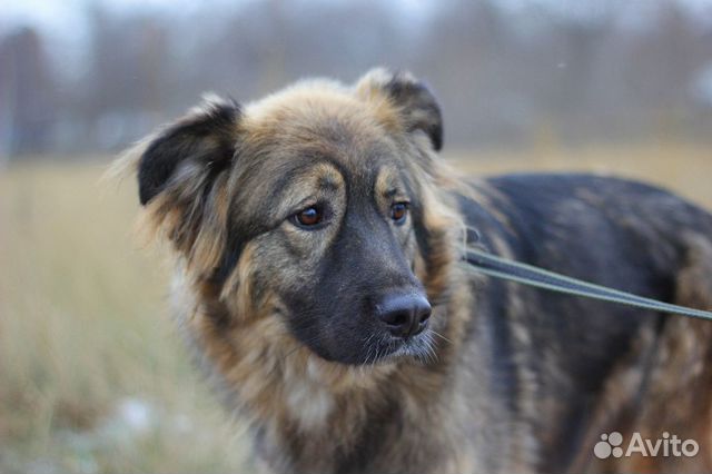 Очень нежная собака из приюта в дар купить на Зозу.ру - фотография № 6