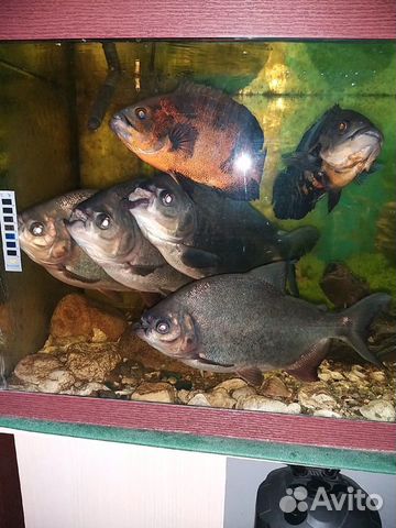 Продам аквариум с рыбами купить на Зозу.ру - фотография № 3
