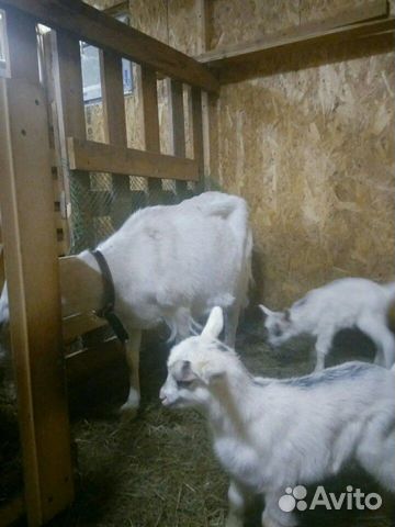 Коза зааненская с козлятами купить на Зозу.ру - фотография № 2
