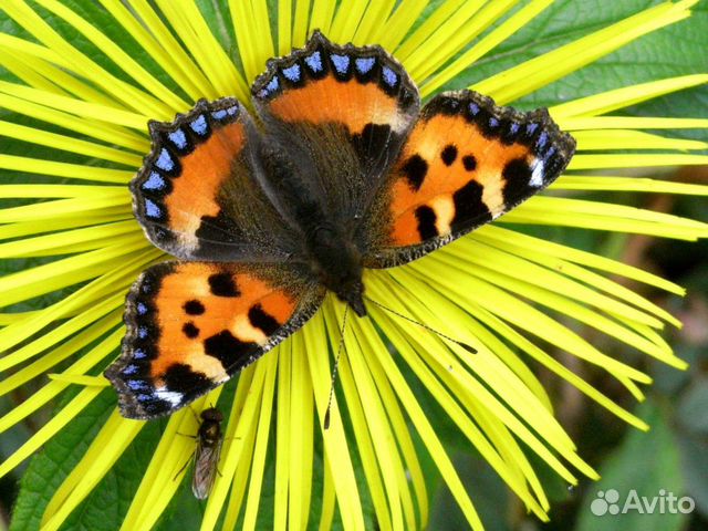 Живые тропические бабочки Papilio Polyxenes купить на Зозу.ру - фотография № 8