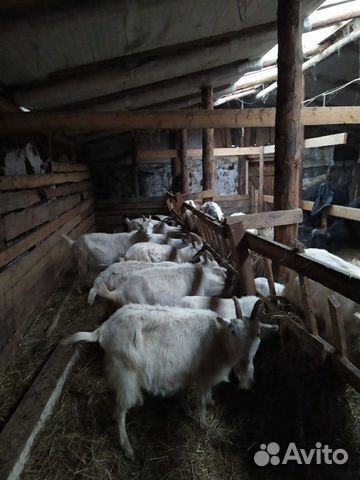 Козы, козочки, козлята и коровы (Нетель) купить на Зозу.ру - фотография № 2