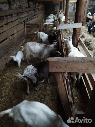 Козы, козочки, козлята и коровы (Нетель) купить на Зозу.ру - фотография № 3