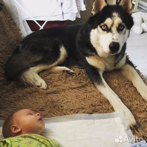 Кобель для вязки Кобель для вязки