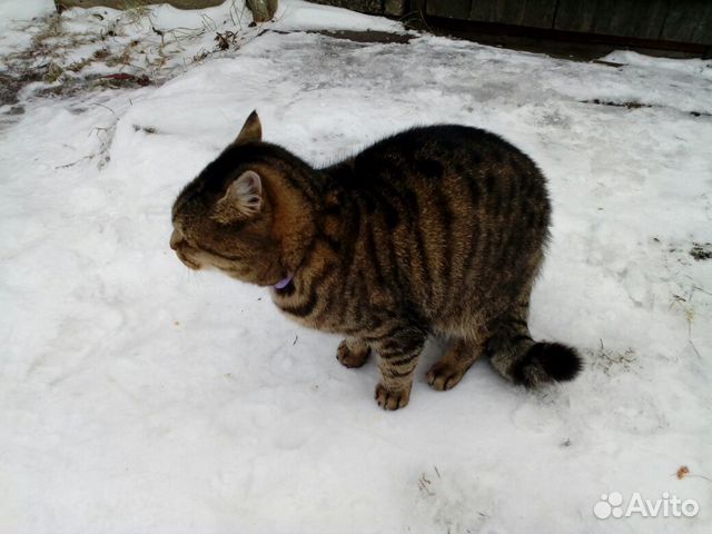 Найден кот купить на Зозу.ру - фотография № 3