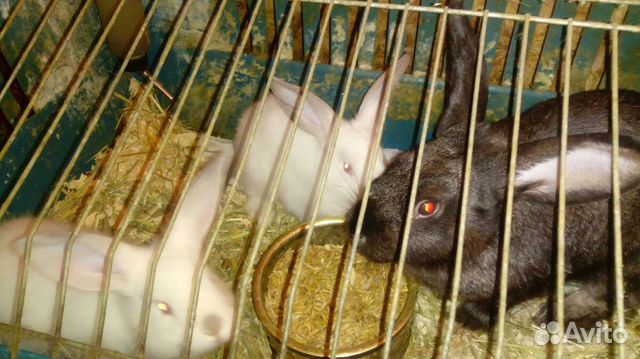 Кролики мясные продажа купить на Зозу.ру - фотография № 1