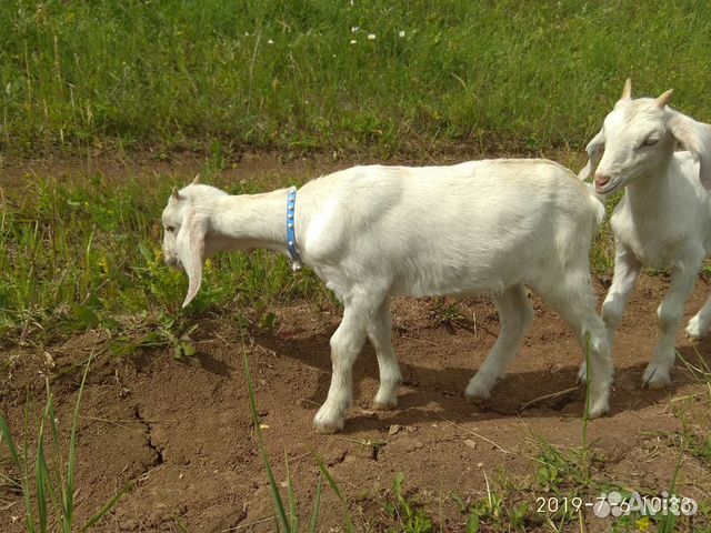 Нубийский козел купить на Зозу.ру - фотография № 10