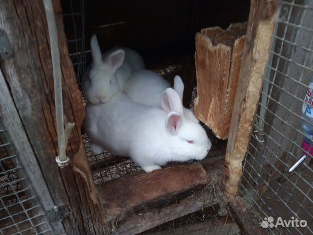 Кролики живым весом купить на Зозу.ру - фотография № 2