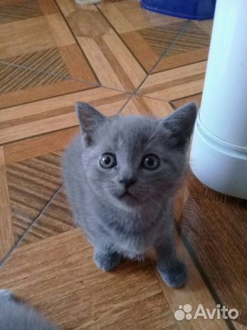 Продам котенка купить на Зозу.ру - фотография № 1