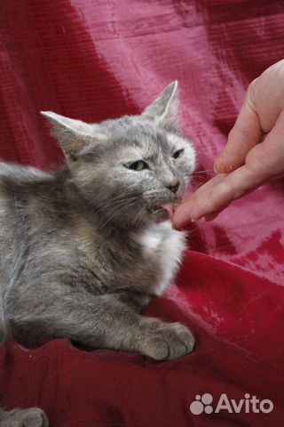 Зеленоглазая красотка кошка Манечка в добрые руки купить на Зозу.ру - фотография № 7