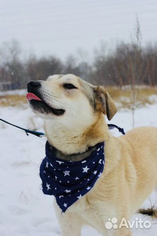 Отдам в хорошие руки, красавица Флёр 10 мес