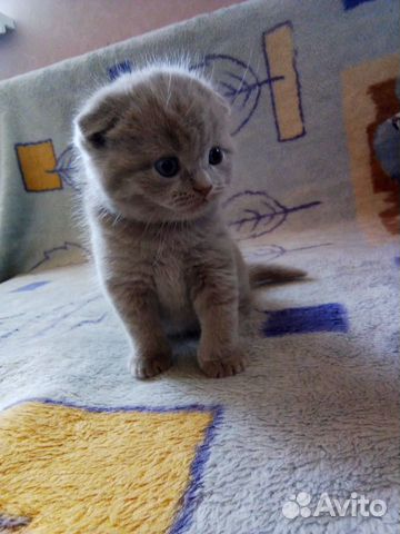 Котенок купить на Зозу.ру - фотография № 1
