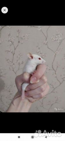 Крысенок купить на Зозу.ру - фотография № 1