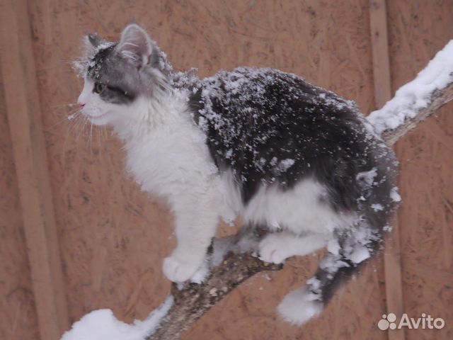 Котёнок породы норвежская лесная с родословной Котёнок породы норвежская лесная с родословной