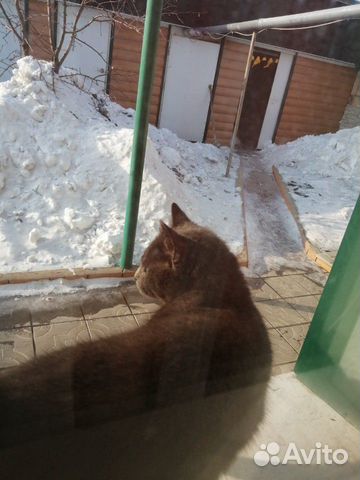 Кошка серая пушистая, ласковая купить на Зозу.ру - фотография № 1