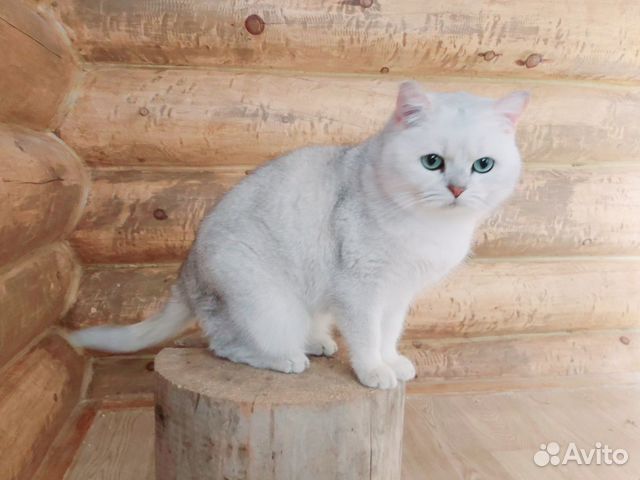 Британский кот чемпион продам купить на Зозу.ру - фотография № 6