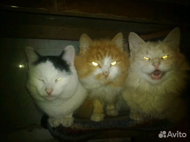 Подарю котов купить на Зозу.ру - фотография № 2