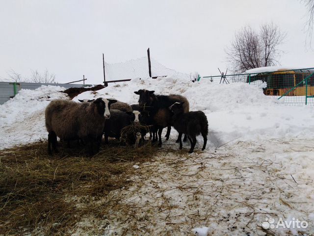 Романовские овцы купить на Зозу.ру - фотография № 4