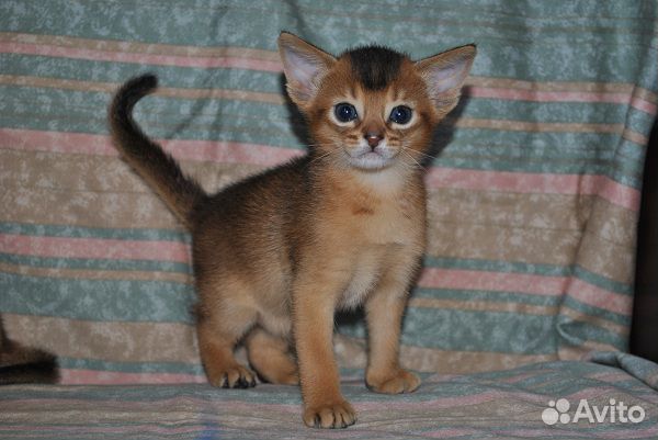 Купить Котенка Абиссинской Породы В Москве