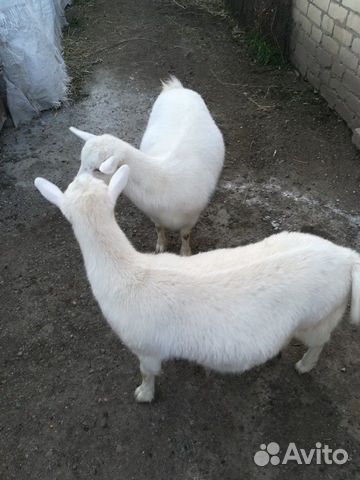 Продаются две скотные козы, помесь ламанча и заане купить на Зозу.ру - фотография № 4