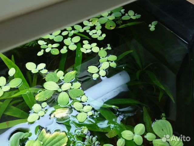 Растения в аквариум купить на Зозу.ру - фотография № 2