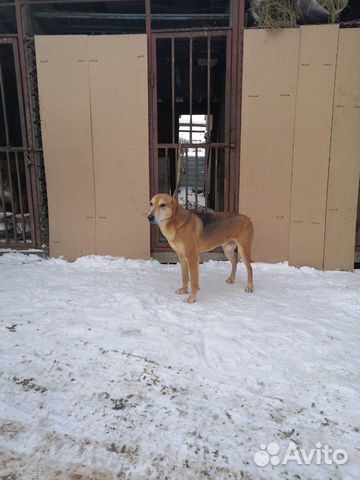 Продаю рабочую собаку, русская гончая, 3 года с до купить на Зозу.ру - фотография № 4