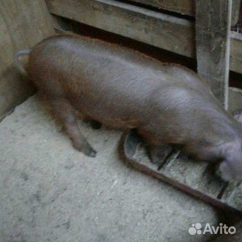 Свинья купить на Зозу.ру - фотография № 1
