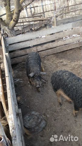 Продаю свинок венгерской мангалицы купить на Зозу.ру - фотография № 3