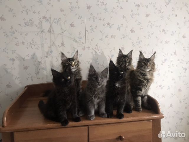 Котята породы Мейнкун