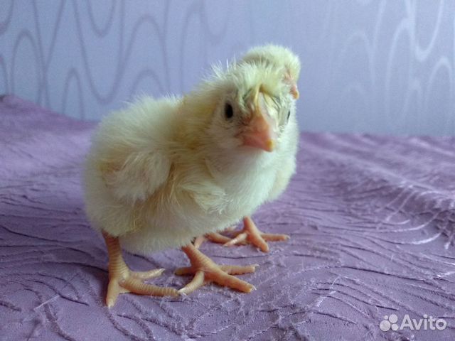 Цыплята бройлер кобб500(Чехия) купить на Зозу.ру - фотография № 1