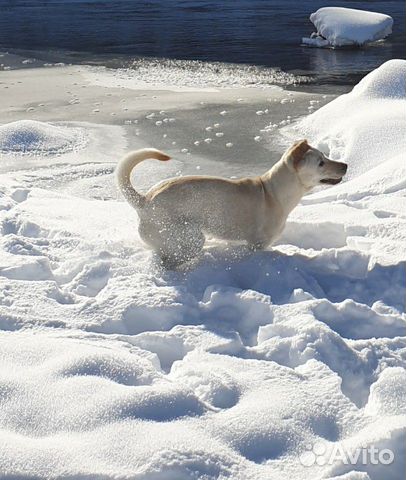 Белая собака, метис купить на Зозу.ру - фотография № 2