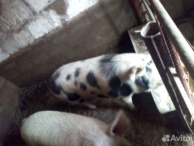 Свиньи на мясо, свинина купить на Зозу.ру - фотография № 1