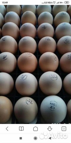 Яйцо инкубационное, кобб 500 Испания купить на Зозу.ру - фотография № 3