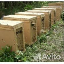 Пчело-пакеты купить на Зозу.ру - фотография № 1